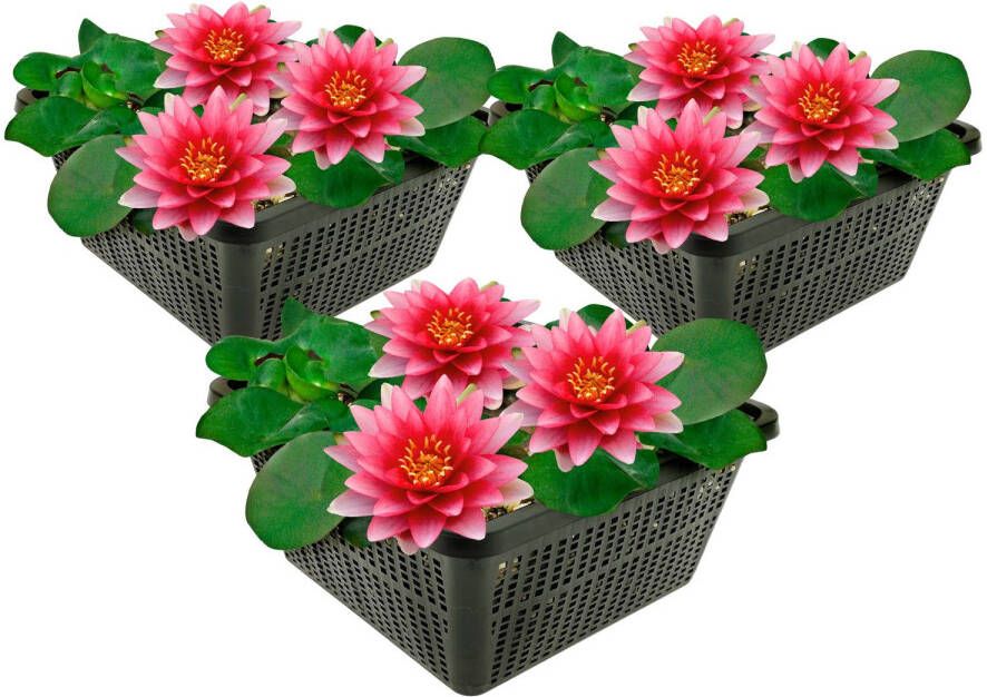 Vdvelde.com Rode Waterlelie 3 stuks Nymphaea Attraction Combi set 3 planten Plaatsing: -10 tot -100 cm