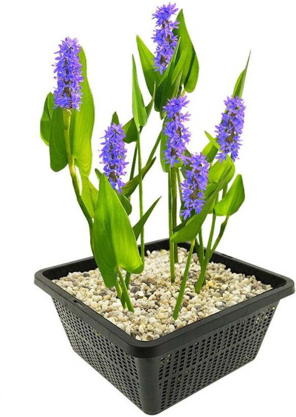 Vdvelde.com Snoekkruid 4 stuks Pontederia Cordata Waterplant Volgroeide hoogte: 80 cm Plaatsing: -1 tot -20 cm