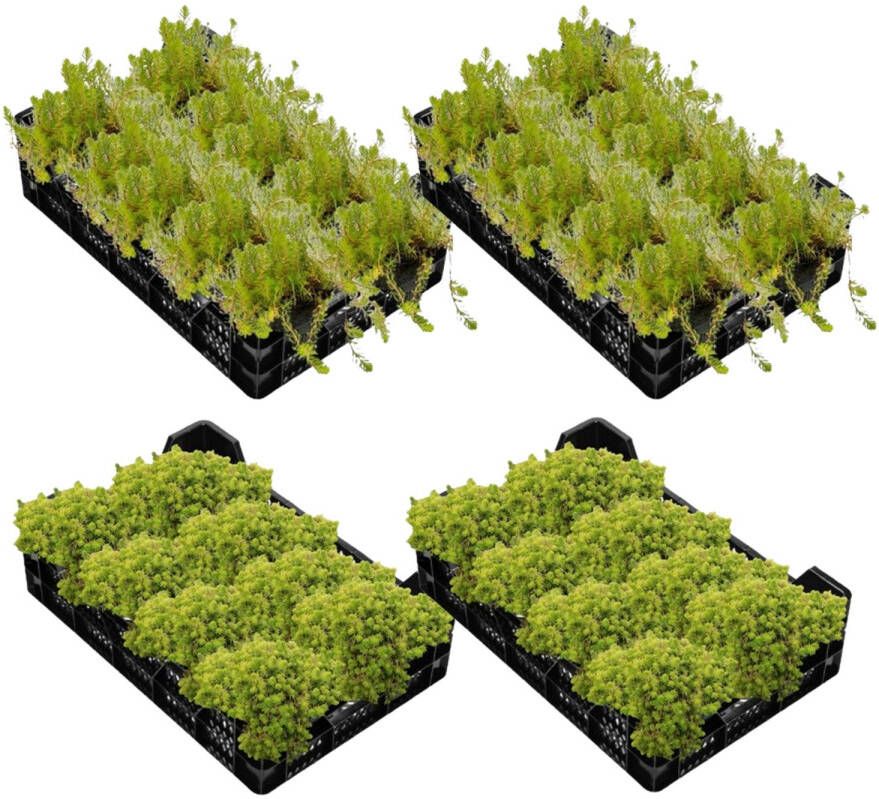 Vdvelde.com Vijverkrat met 12 Zuurstofplanten 4 kratten Voor 7.500 L 12.500 L 12 volgroeide planten per krat Plaatsing: -1 tot -40 cm