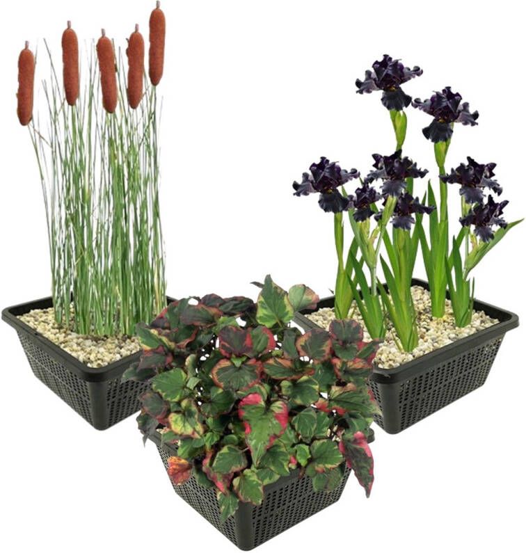 Vdvelde.com Vijverplanten Set Donkere Waterplanten Combi set 12 planten Plaatsing: -1 tot -10 cm