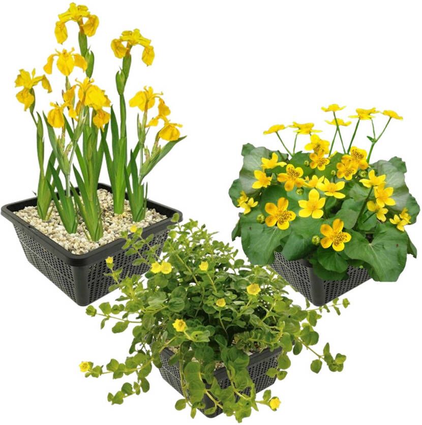 Vdvelde.com Vijverplanten Set Gele Waterplanten Combi set 12 planten Plaatsing: -1 tot -10 cm