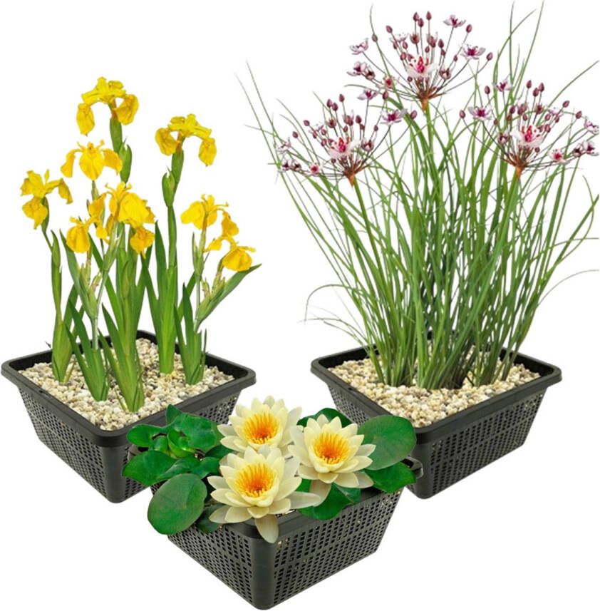 Vdvelde.com Vijverplanten Set Gele Waterplanten Combi set 9 planten Plaatsing: -1 tot -100 cm