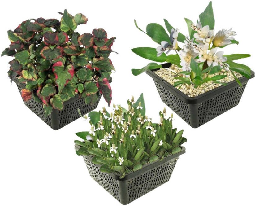 Vdvelde.com Vijverplanten Set Tropische Waterplanten Combi set 9 planten Plaatsing: -1 tot -10 cm