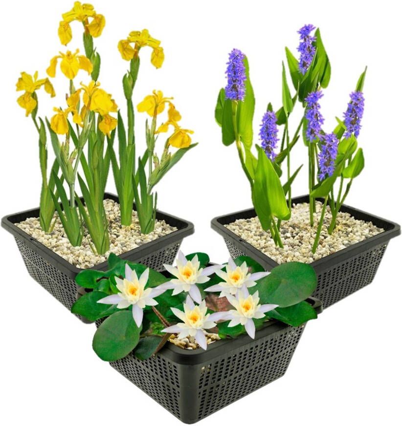 Vdvelde.com Vijverplanten Winterhart 9 Waterplanten Voor 500 liter water Waterlelie Lis en Snoekkruid inclusief Vijvermanden Klei en Voeding Van der Velde Waterplanten