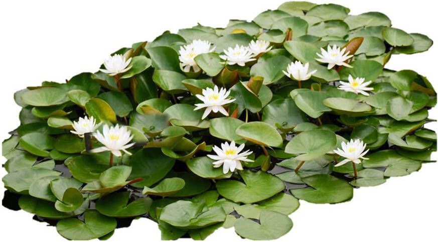 Vdvelde.com Waterlelie Veld 6 stuks Nymphaea Drop & Grow 6 grote waterlelies Zonder mand het water in Plaatsing: -10 tot -100 cm