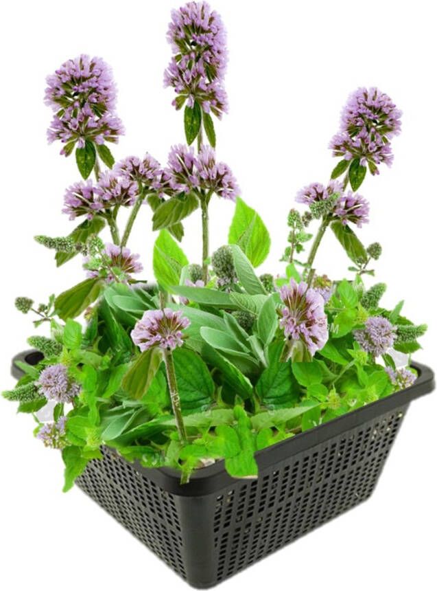 Vdvelde.com Watermunt 4 stuks Mentha Aquatica Munt geurende moerasplant Volgroeide hoogte: 60 cm Plaatsing: -1 tot -10 cm