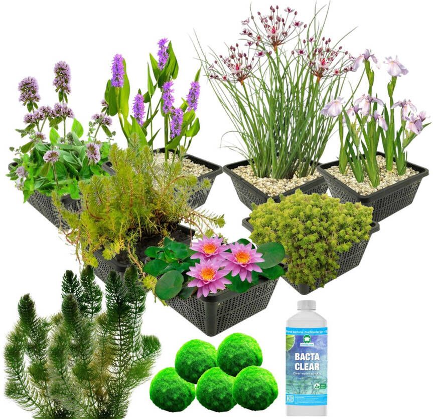 Vdvelde.com Waterplanten Pakket M Roze Voor 500 1.250 L 4 groepen waterplanten Plaatsing: -1 tot -100 cm