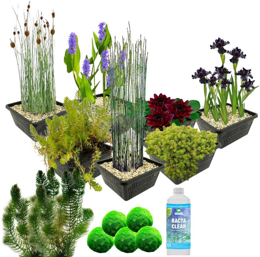 Vdvelde.com Waterplanten Pakket M Zwart Voor 500 1.250 L 4 groepen waterplanten Plaatsing: -1 tot -100 cm