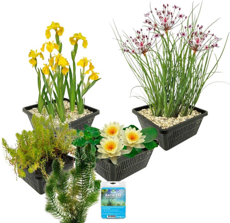 Vdvelde.com Waterplanten Pakket S Geel Voor 100 400 L 4 groepen waterplanten Plaatsing: -1 tot -100 cm