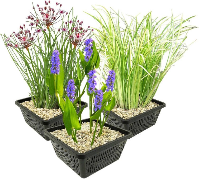 Vdvelde.com Waterplanten Set M Combi set 12 planten Plaatsing: -1 tot -20 cm