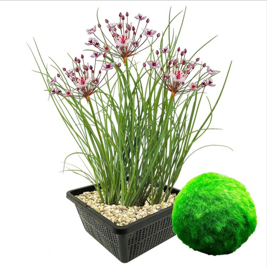 Vdvelde.com Zwanenbloem 4 stuks + 5 mosballen Combi set 9 planten Plaatsing: 0 tot -20 cm