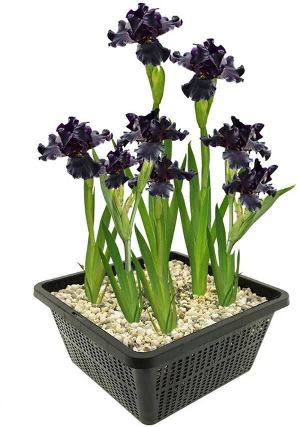 Vdvelde.com Zwarte Lis 4 stuks Iris Louisiana Black Gamecock Moerasplant Volgroeide hoogte: 80 cm Plaatsing: -1 tot -10 cm