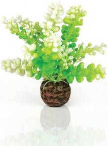 BiOrb Caulerpa groen aquarium decoratie