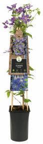 Express Blauwe bosrank (Clematis "Arabella") klimplant