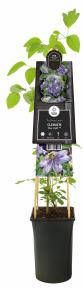 Express Blauwe bosrank (Clematis "Blue Light" PBR) klimplant