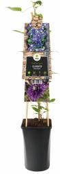Express Blauwe bosrank (Clematis "Multi Blue") klimplant 70 cm