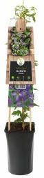 Express Blauwe bosrank (Clematis viticella) klimplant