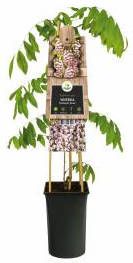 Express Blauwe regen roze (Wisteria Floribunda "Rosea") klimplant
