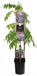 Express Blauwe regen (Wisteria Sinensis "Prolific") klimplant 120 cm