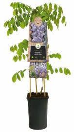 Express Blauwe regen (Wisteria Sinensis "Prolific") klimplant 70 cm