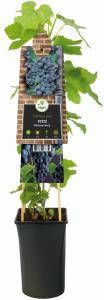 Express Druif (blauw) (Vitis "Boskoop Glory") klimplant