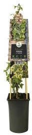 Express Geelbonte klimop (Hedera helix "Goldchild") klimplant
