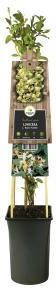 Express Japanse kamperfoelie (Lonicera Japonica "Hall's Prolific") klimplant
