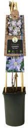 Express Lila bosrank (Clematis "Blue Angel") klimplant
