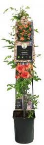 Express Oranje Trompetbloem (Campsis tagliabuana "Madame Galen") klimplant 120 cm