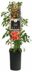 Express Oranje Trompetbloem (Campsis tagliabuana "Madame Galen") klimplant 70 cm