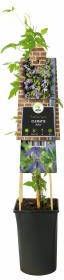 Express Paarse bosrank (Clematis alpina) klimplant