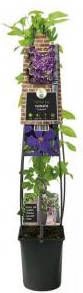 Express Paarse bosrank (Clematis "Jackmanii") klimplant 120 cm