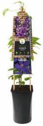 Express Paarse bosrank (Clematis "Jackmanii") klimplant 70 cm