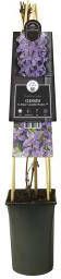 Express Paarse bosrank (Clematis "SoMany Lavender Flowers" PBR) klimplant