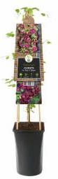 Express Rode bosrank (Clematis viticella "purpurea plena elegans") klimplant