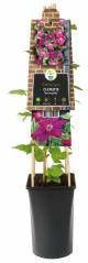 Express Rode bosrank (Clematis "Westerplatte") klimplant