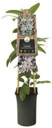 Express Roze bosrank (Clematis armandii "Apple Blossom") klimplant