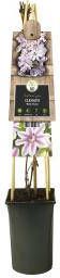 Express Roze bosrank (Clematis "Nelly Moser") klimplant
