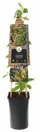 Express Wilde kamperfoelie wit (Lonicera periclymenum) klimplant