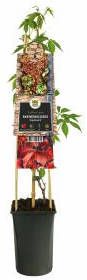 Express Wilde Wingerd (Parthenocissus "Engelmannii") klimplant