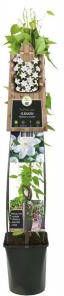 Express Witte bosrank (Clematis "Madame le Coultre") klimplant 120 cm