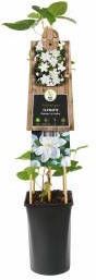 Express Witte bosrank (Clematis "Madame le Coultre") klimplant 70 cm