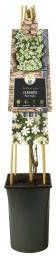 Express Witte bosrank (Clematis "Paul Farges") klimplant