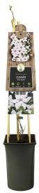 Express Witte bosrank (Clematis "Snow Queen") klimplant