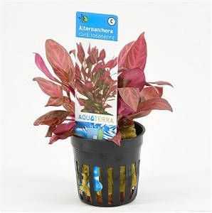 Moerings waterplanten Alternanthera reineckii cardinalis Rosanervig 6 stuks aquarium plant