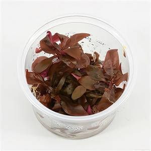 Moerings waterplanten Alternanthera reineckii minima 3 stuks aquarium plant