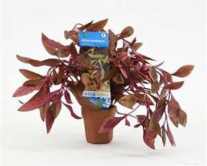 Moerings waterplanten Alternanthera reineckii sessilis 10 stuks aquarium plant