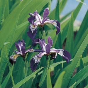 Moerings waterplanten Amerikaanse iris (Iris versicolor) moerasplant (6-stuks)