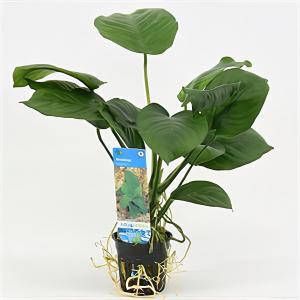 Moerings waterplanten Anubias barteri 6 stuks aquarium plant