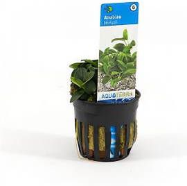 Moerings waterplanten Anubias barteri bonsai 6 stuks aquarium plant